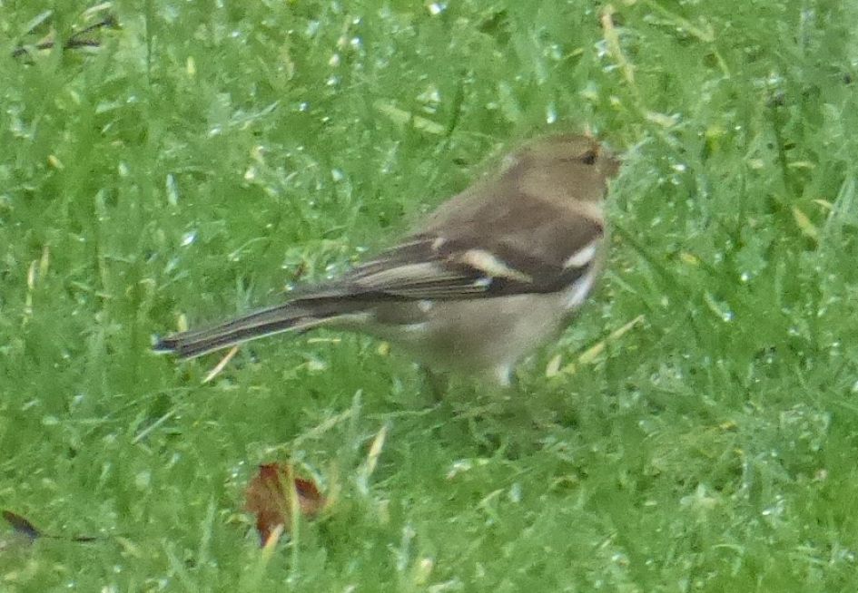 Hoe heet dit vogeltje?
